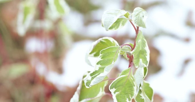 Leaves of ficus iren baroque