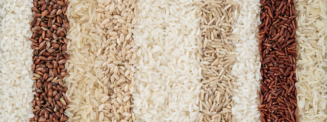 Panoramic banner with ten different varieties of rice. The texture of grains of rice of different...
