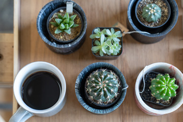 cup coffee, cactus on wooden table.