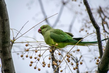 A green parrot is eating seeds from a tree at a city park.