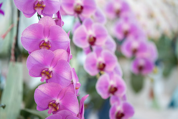 Fototapeta na wymiar Beautiful blossom Phaleanopsis orchid in flower potted 
