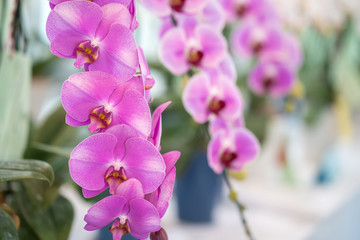 Naklejka na ściany i meble Beautiful blossom Phaleanopsis orchid in flower potted 