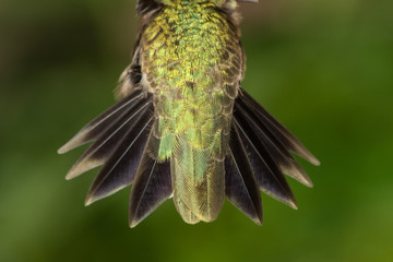 Nature Abstract: Close Look at a Fanned Out Hummingbird Tail