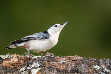 Profile of a White-Breasted Nuthatch Perched on a Weathered Tree Branch