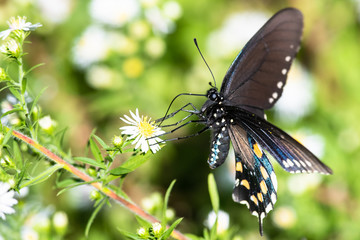 Spicebush Swallowtail Butterfly Sipping Nectar from the Accommodating Flower