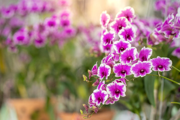 Beautiful blossom Dendrobium orchid.