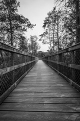 Black and white of a wooden walking path used for hiking through the forest 