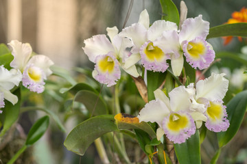 Blossom cattleya at garden.