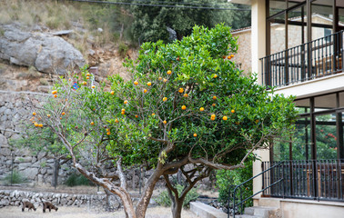 Orange trees with ripe oranges in the orchard near the home. Healthy food and vitamins for the whole family