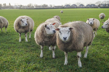 Fototapeta premium flock of sheep in a field in winter landscape