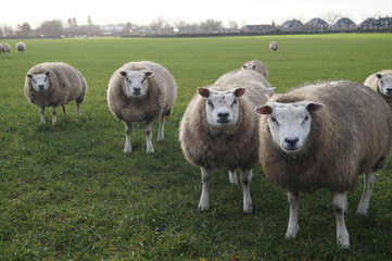 flock of sheep in a field in winter landscape