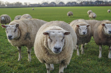 Obraz premium flock of sheep in the field