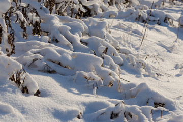 Christmas tree branch with snow, winter fairy tale