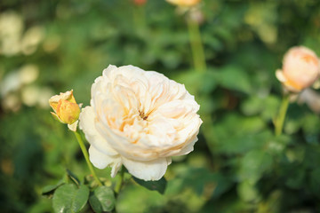 Beautiful white roses flower in the garden