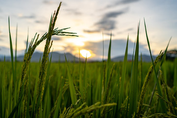 Rice paddy field against sunset scape.