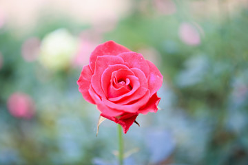 Beautiful red roses flower in the garden