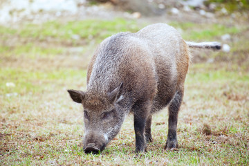 Close-up portrait of a wild boar. Sus scrofa