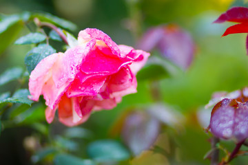 Pink rose flower with raindrops. Beautiful pink rose in a garden. Rose flower bloom on blurry background. Copy space