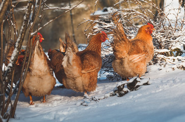 Domestic red hens on a walk in the snow on a Russian farm.