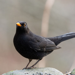 Male Blackbird Standing on a Rock