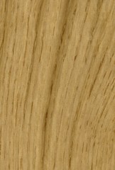 Naklejka premium robinia, acacia, shamacacia, robinia pseudoacacia, False Acacia, Locust Tree, Black Locust