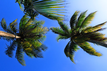 Fototapeta na wymiar Palmen vor strahlend blauem Himmel