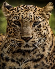 Leopard stare