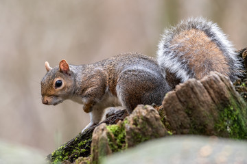 Naklejka na ściany i meble European Grey Squirrel Sat in a Tree Stump
