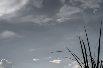 Long grass against sky, use for background.