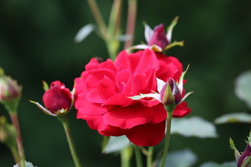Kwitnąca czerwona róża ogrodowa makro