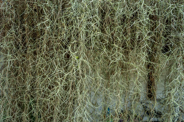 Growing spanish moss background.