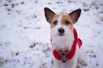 Jack Russell the dog looks at the camera
