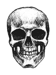 Vector hand drawn skull. Element for your design.