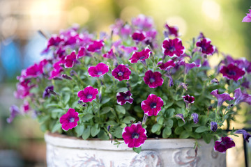 Beautiful blossom violet color pansy free fall flower in garden.