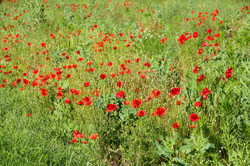 Bright red poppy flowers blossoms in sunshine on a field near Mostar, Bosnia and Herzegovina