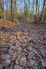 hiking trail with leaves in winter