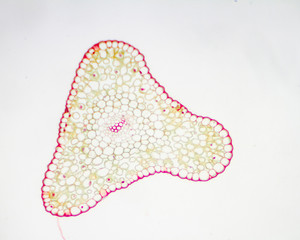 Generalized plant cells