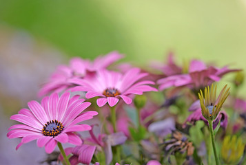 Obraz premium pink daisies and pastel shades