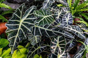 Obraz premium Alocasia sanderiana Bull leaves