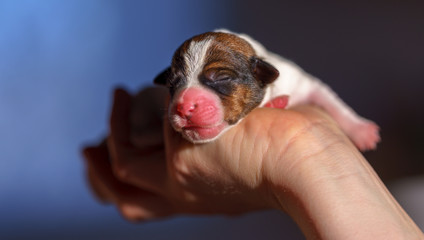 Dog puppies Jack Russell terrier right after birth. Small dogs.