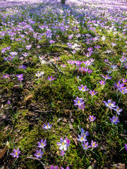 Flower Fields in Nature Outside with Sun