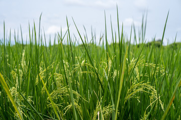 Rice paddy field.