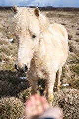 Obraz na płótnie Canvas White Icelandic horse shy May 2018