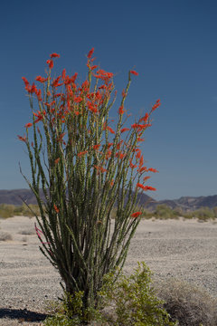 Blooming red ocotillo in the Anza Borrego Desert