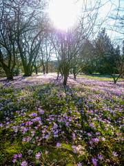 Flower Fields in Nature Outside with Sun