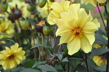 Yellow Dahlia Flowers Blooming Close Up