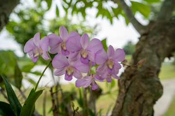 Beautiful blossom purple Dendrobium orchid at tree branch