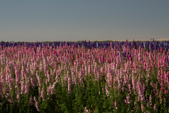 pink, white, yellow, and purple flowers blooming in stripes in a flower field