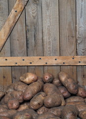 Potatoes on a wooden ancient background. Own farm.