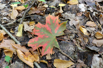 Maple leaf. Fallen maple leaf .